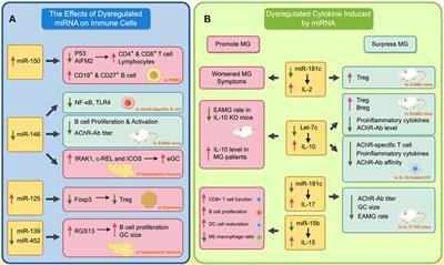 Non-coding RNA and its network in the pathogenesis of Myasthenia Gravis